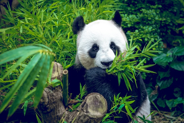 giant-panda