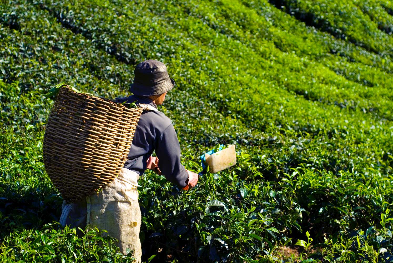 tea-picker india