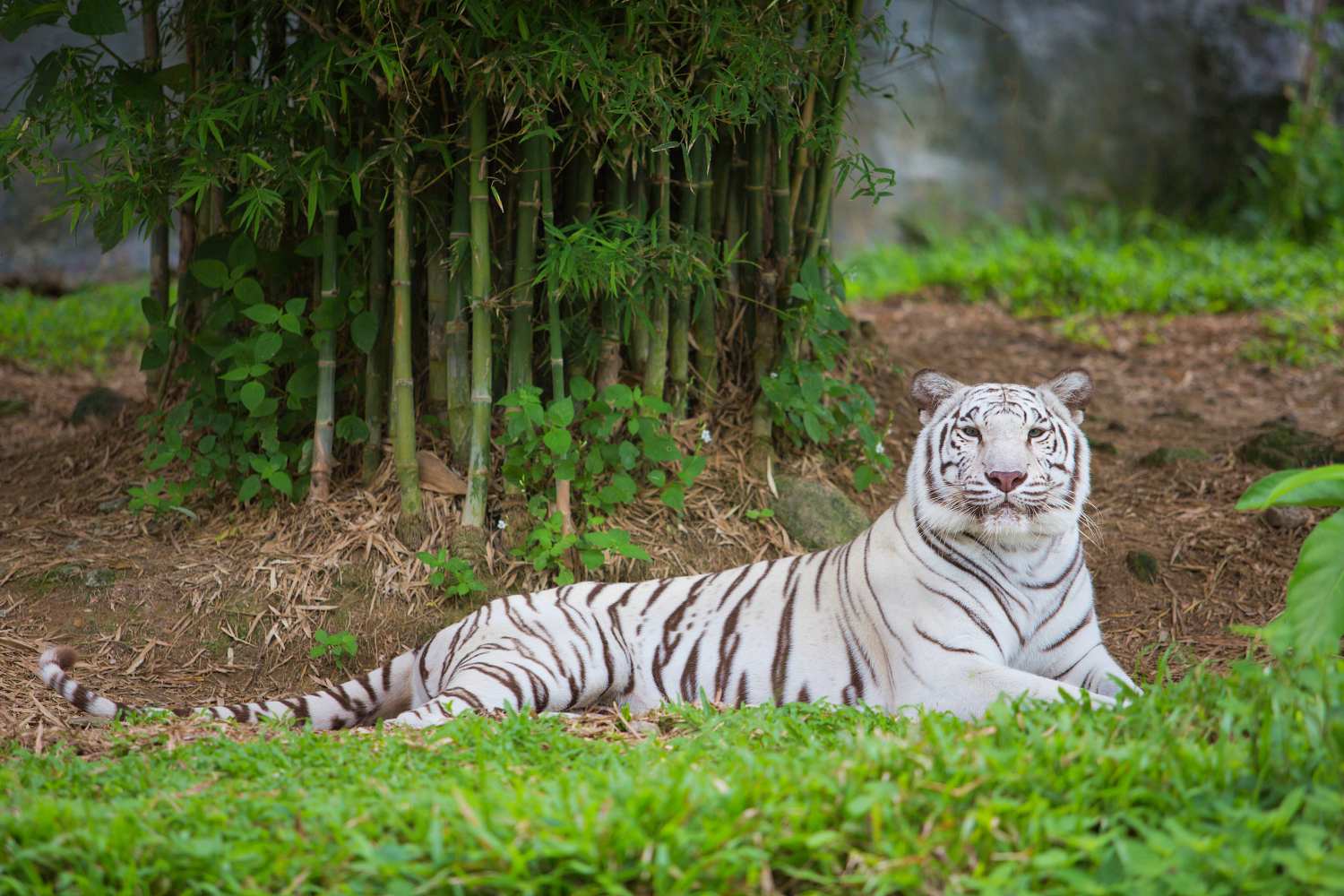 white-tiger