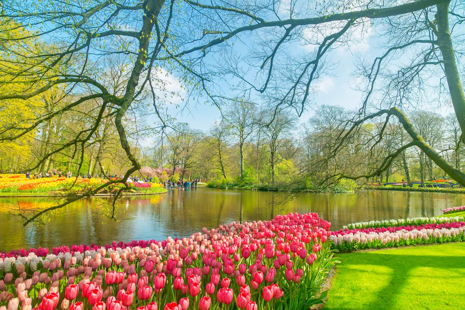 keukenhof-flower-garden